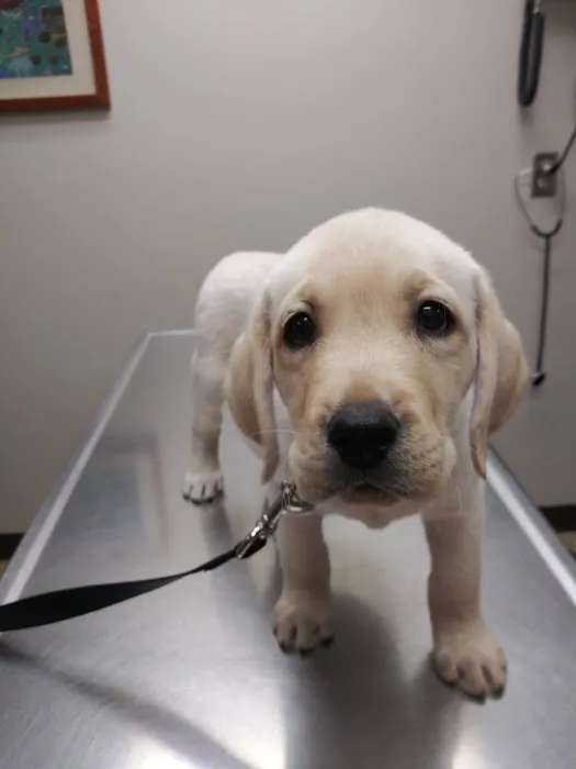Eldridge Veterinary Clinic P.C. Picture 6