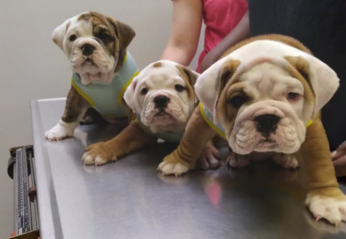 Eldridge Veterinary Clinic P.C. Picture 7
