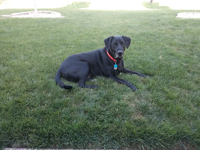 Risius Family Veterinary Service Picture 4