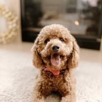 Twin Bridges Animal Hospital ico
