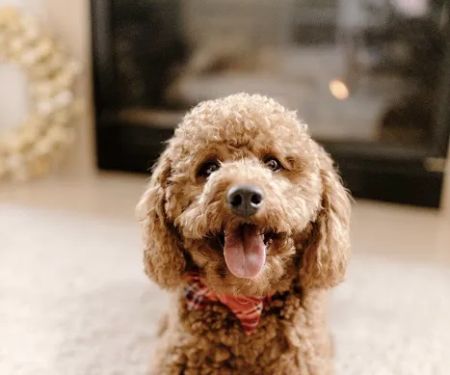 Twin Bridges Animal Hospital