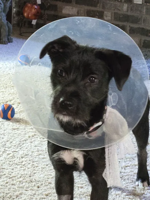 Oakwood Veterinary Service Picture 2