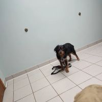 Oakwood Veterinary Service ico