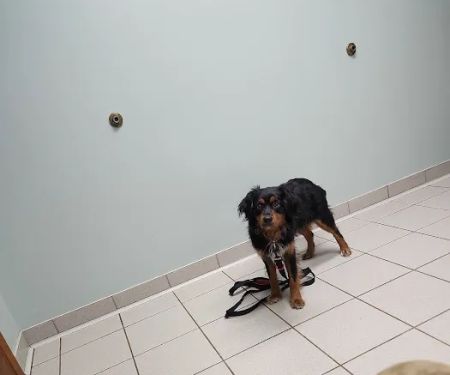 Oakwood Veterinary Service