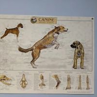 Colona Animal Health Center ico