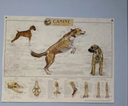 Colona Animal Health Center