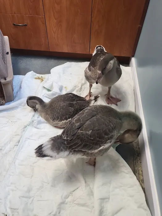 Orion Veterinary Clinic, Inc Picture 1
