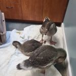 Orion Veterinary Clinic, Inc