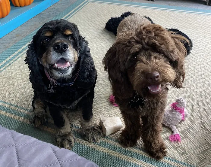 Furever Family Veterinary Care Center Picture 1