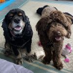 Furever Family Veterinary Care Center