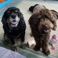 Furever Family Veterinary Care Center ico