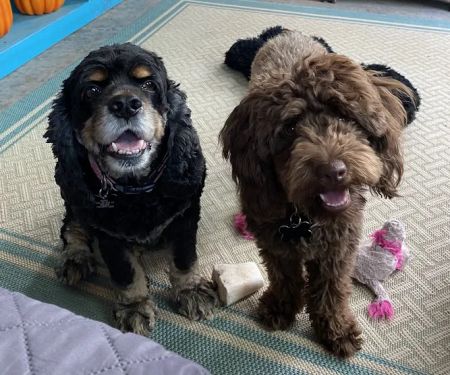 Furever Family Veterinary Care Center