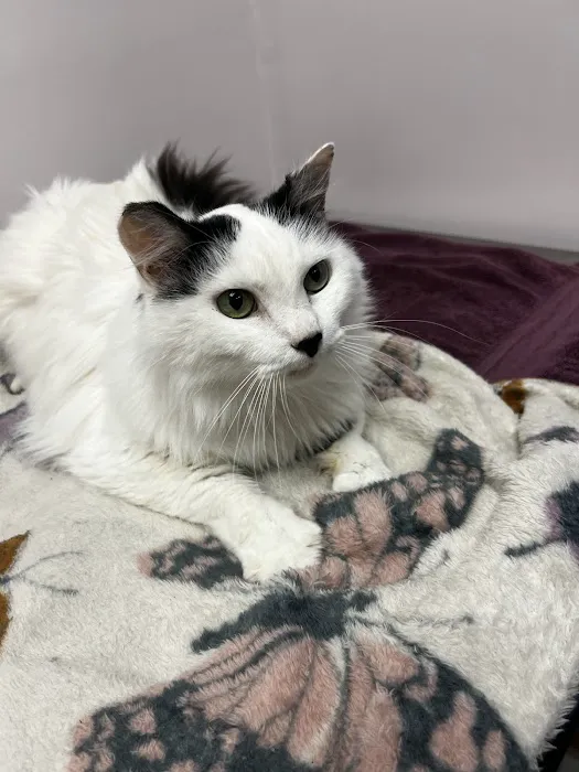 Furever Family Veterinary Care Center Picture 6