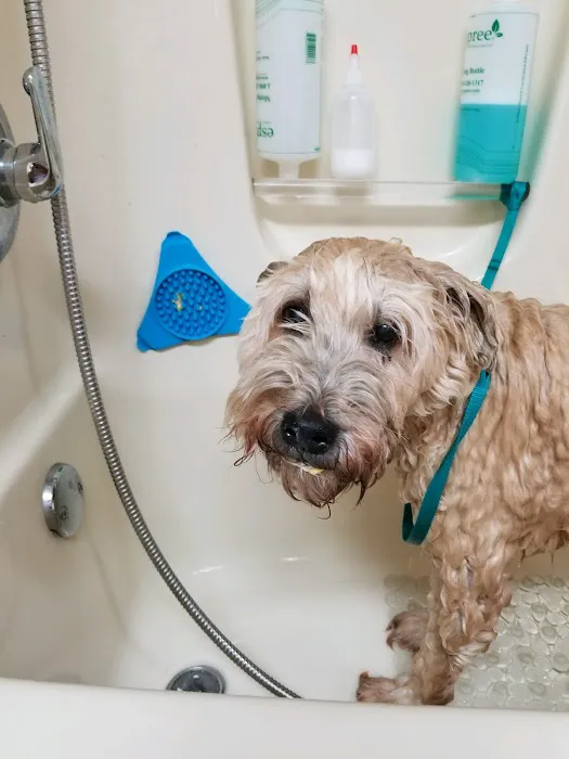 Furever Family Veterinary Care Center Picture 7