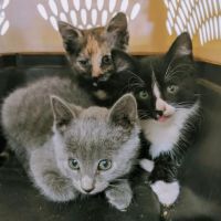 Wags and Whiskers Veterinary Service ico