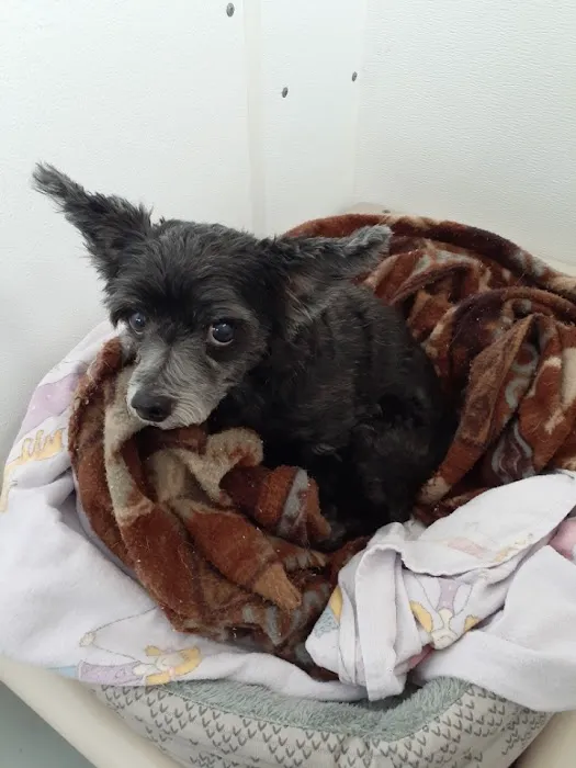 Lundeen Animal Hospital Picture 5