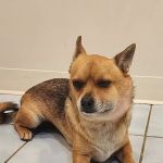 Sugar River Veterinary Services