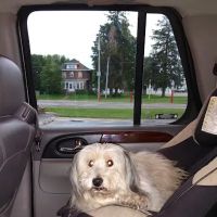 Brodhead Veterinary Medical Center ico