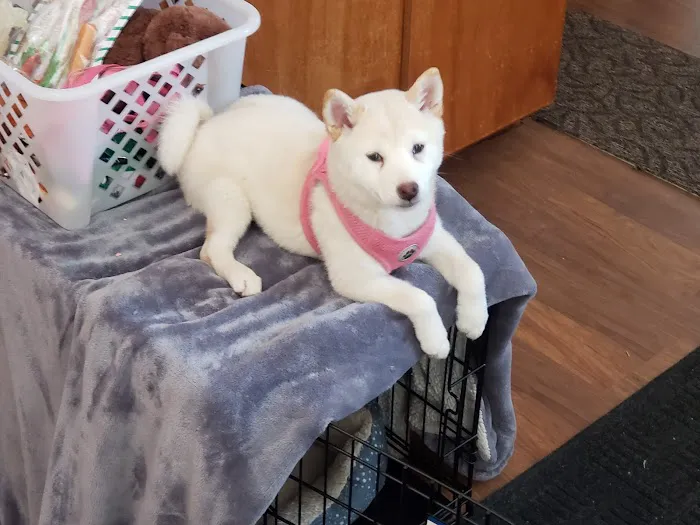 Argyle Veterinary Service SC Picture 1