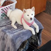 Argyle Veterinary Service SC ico