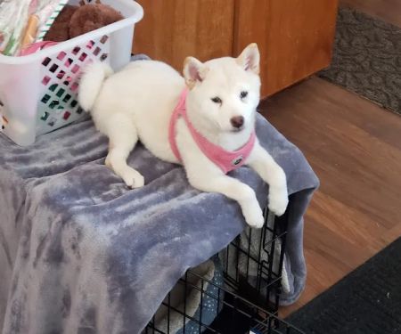 Argyle Veterinary Service SC