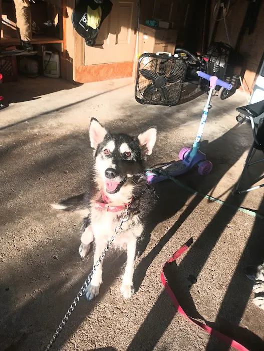 Argyle Veterinary Service SC Picture 8