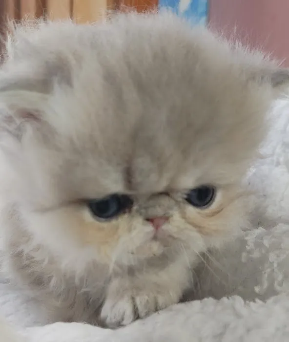 Persian Kittens for Sale Picture 1