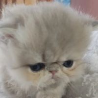 Persian Kittens for Sale ico