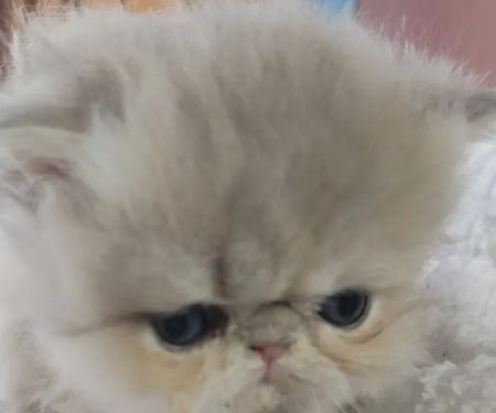Persian Kittens for Sale