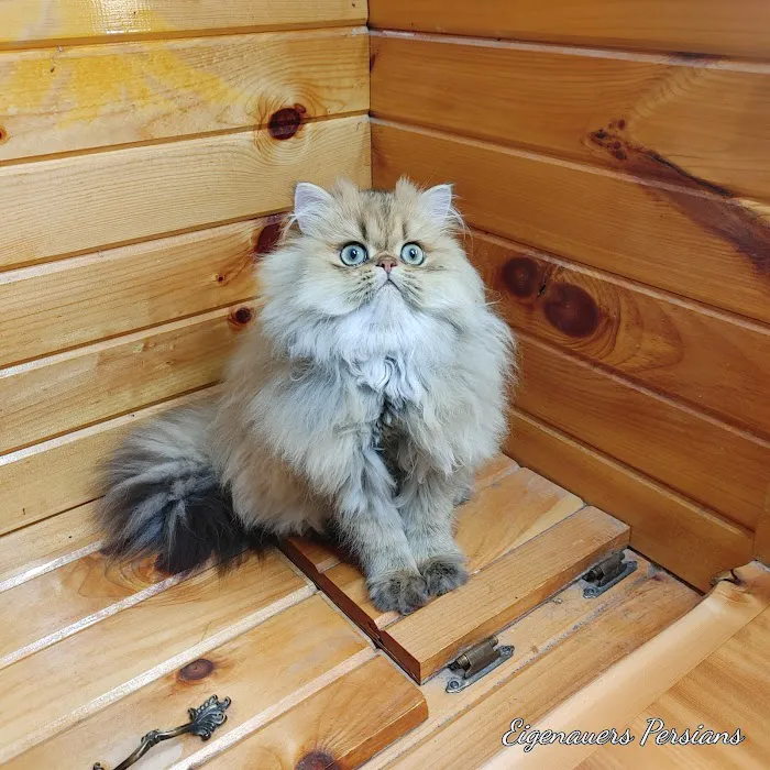 Persian Kittens for Sale Picture 4