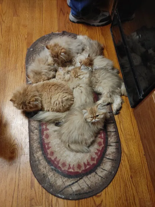 Persian Kittens for Sale Picture 2