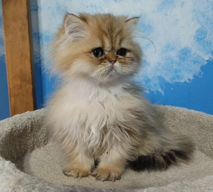 Persian Kittens for Sale Picture 6