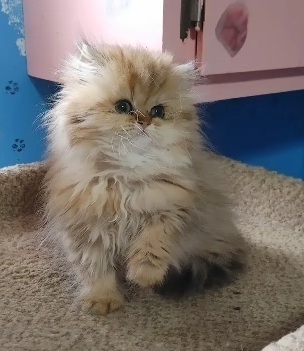 Persian Kittens for Sale Picture 7