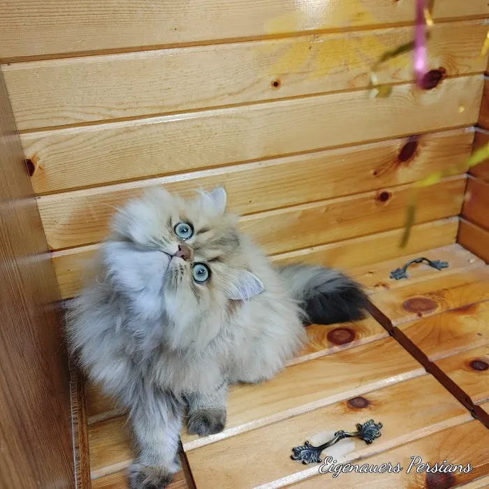 Persian Kittens for Sale Picture 5