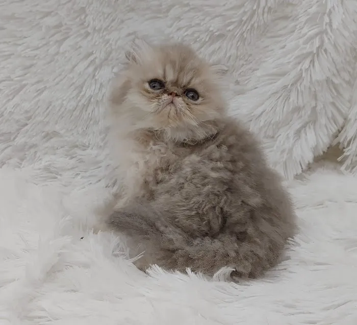 Persian Kittens for Sale Picture 8