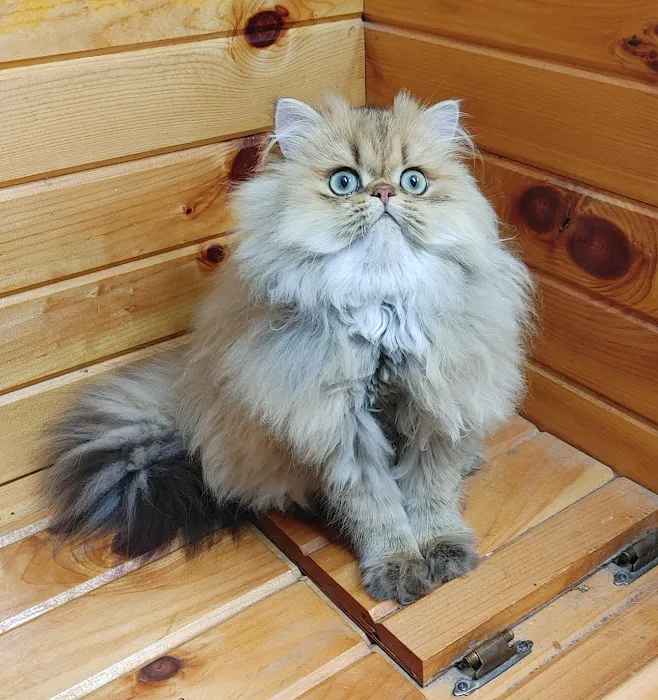 Persian Kittens for Sale Picture 10