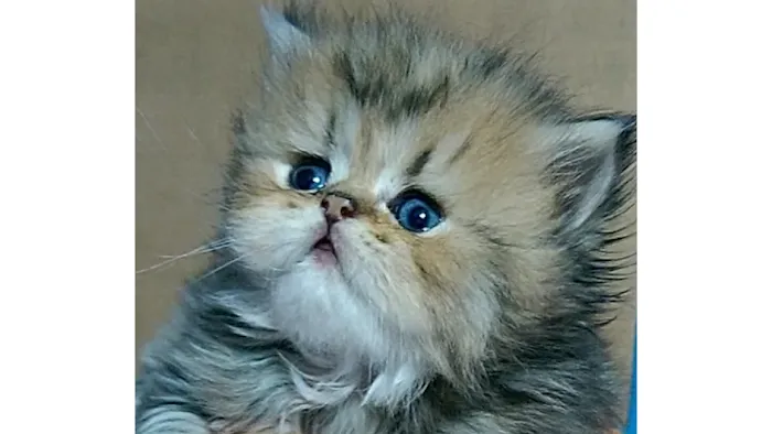 Persian Kittens for Sale Picture 9