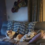North Cape Corner Veterinary Clinic