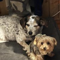 Fox Valley Veterinary Service ico