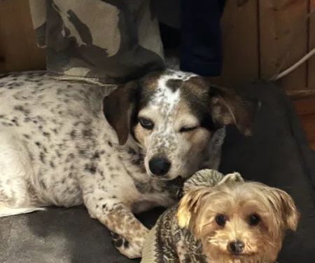 Fox Valley Veterinary Service