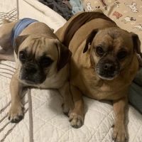 Country Veterinary Service ico