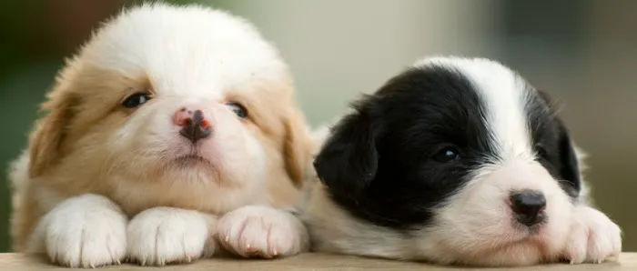 Country Veterinary Service Picture 7