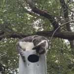 Animal Wellness Center