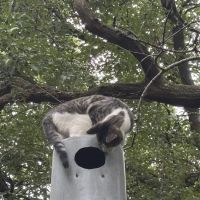Animal Wellness Center ico