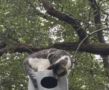 Animal Wellness Center