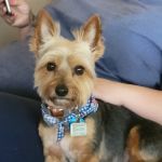 Magnolia Springs Veterinary Center
