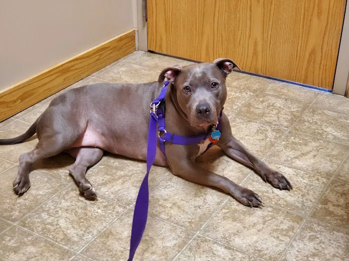 For Pets' Sake Vet Clinic Inc Picture 3