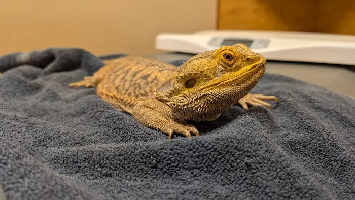 For Pets' Sake Vet Clinic Inc Picture 1