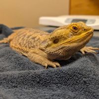 For Pets' Sake Vet Clinic Inc ico