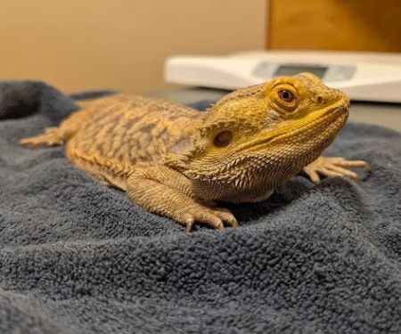For Pets' Sake Vet Clinic Inc